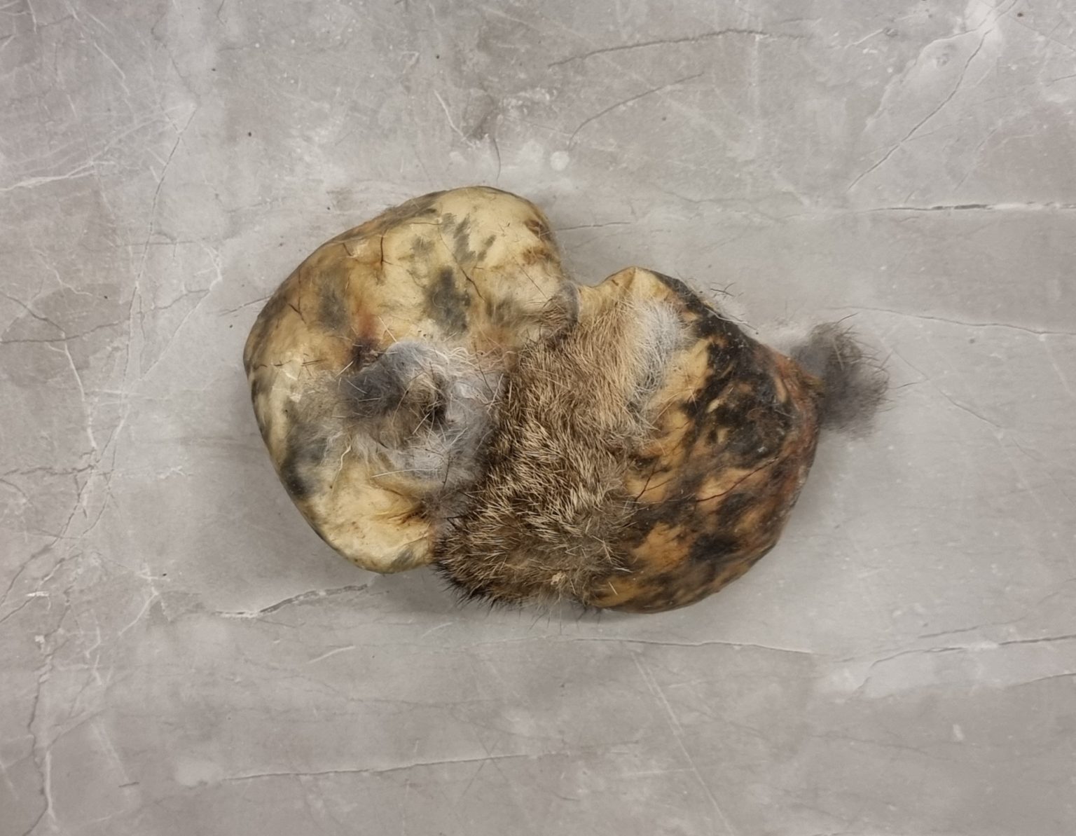 Air Dried Wild Rabbit Pelt Balls Rawtdoor air-dried-wild-rabbit-pelt-balls-rawtdoor